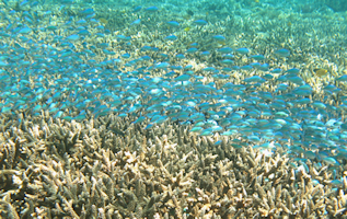 news - ID8_small.png